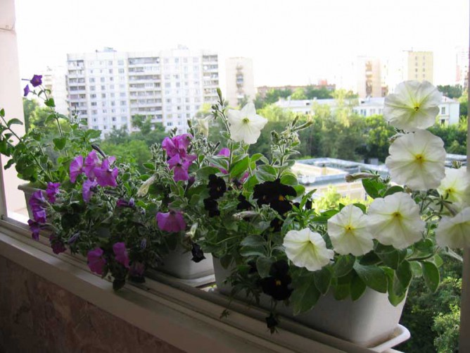 Петунии на балконе